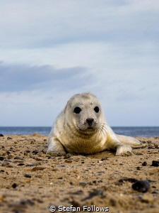 win·some

Grey Seal (pup) - Halichoerus grypus

Horse... by Stefan Follows 